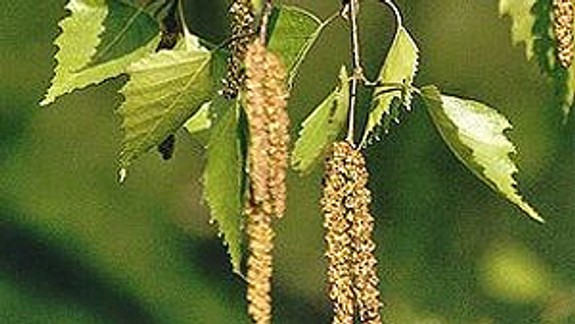 Postupné otepľovanie rozbehlo peľovú sezónu brezy