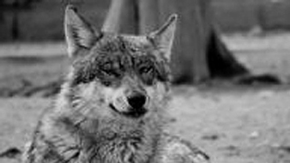 ZOO zbiera peniaze na nový vlčí výbeh