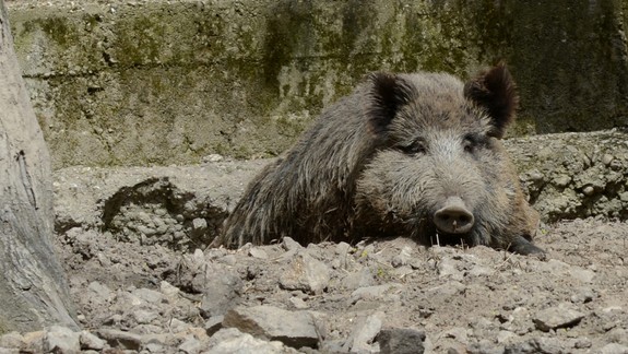 VIDEO: Nad Bratislavou sa preháňajú srny i diviaky