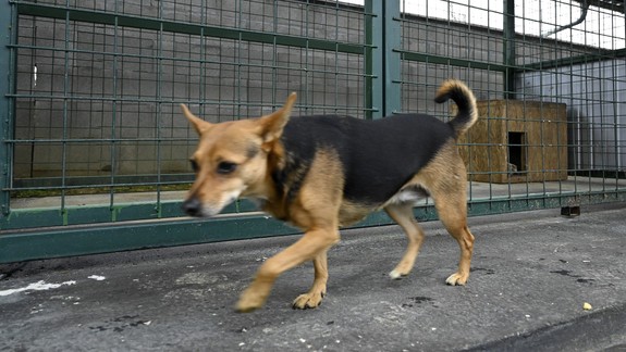 Aj za útok psa môžete dostať pokutu. Mestskáči riešili 20 priestupkov