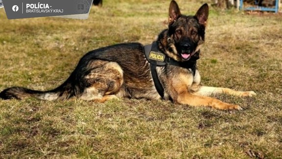S policajným psom sa neoplatí hrať na skrývačku. Miroslav vie o tom svoje