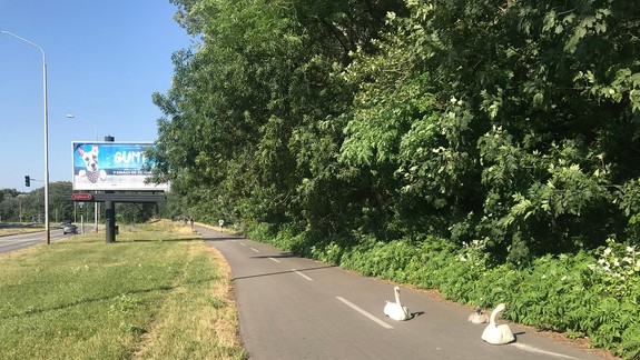 FOTO: Labute zablokovali polovicu cyklistického chodníka v Petržalke - zasahovať museli aj policajti!