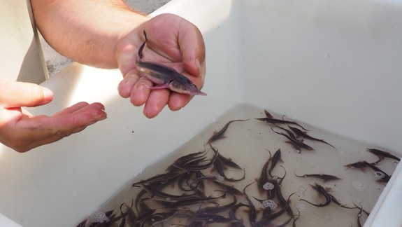 Do vôd Dunaja vplávalo dnes 12-tisíc jeseterov malých