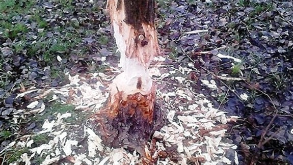 Bobry pri hrádzi ohlodali stromy, kvôli možnému pádu ich odstránia