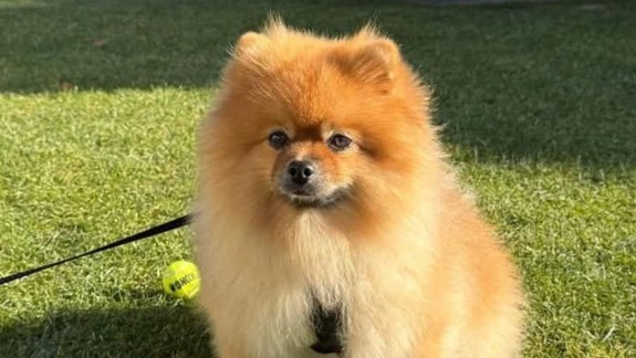 Hrozné: Malého Coca vo Vrakuni zabil väčší pes, polícia pátra po jeho majiteľovi