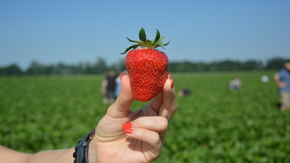 FOTO a VIDEO Otestovali sme samozber jahôd a hrášku: Akú kvalitu má tohtoročná úroda?