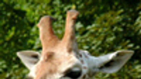 Žirafy môžno v ZOO pozorovať priamo v stajni