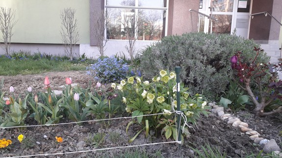 Už ste si zaregistrovali predzáhradku pri bytovke? Má to viac výhod