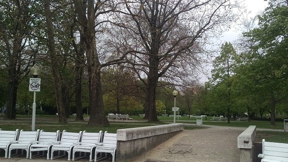 V Starom Meste vyrúbu niektoré dreviny. Aj v Medickej záhrade