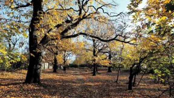 Nové Mesto ide revitalizovať park Gaštanica