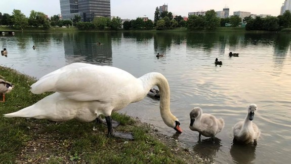 ROZHOVOR: Aké sú labute naozaj? Vznešené a jemné či, naopak, kruté? Odborník prezrádza viac