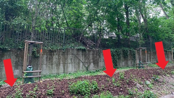 Prekvapenie: Kauza vypílených dubov má nečakané rozuzlenie, "páchateľ" už je známy