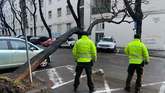 Na Dobrovského ulici spadol na cestu vyvrátený strom