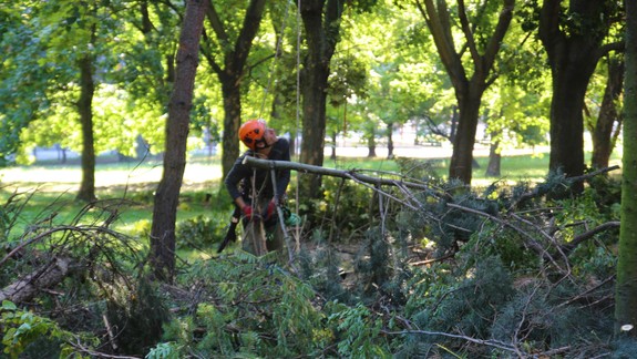 Arboristi sa v Karlovej Vsi postarajú o rezy stromov