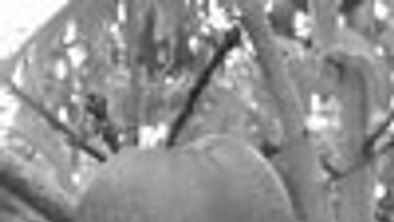 Varga báči kričal: Chruška ešče nesrala