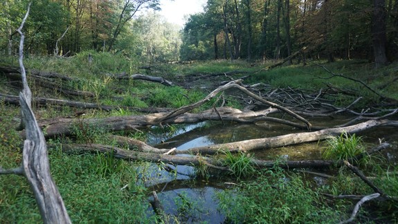 Oficiálne potvrdené: Výskyt komárov dosiahol kalamitný stav