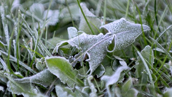 Pozor, v noci môžu udrieť mrazy