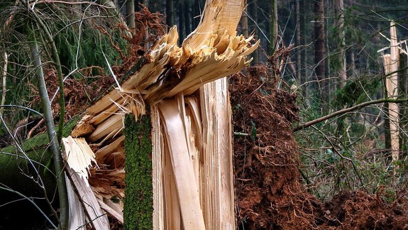 Mestské lesy neodporúčajú pre silný vietor návštevu lesoparku