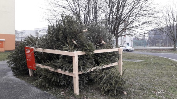 Ak ste sa s vianočným stromčekom ešte nerozlúčili, je najvyšší čas