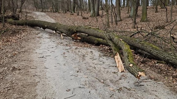 Mestské lesy postupne spriechodňujú cesty po víkendovom silnom vetre