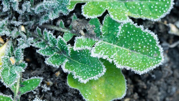 Prvé prízemné mrazy: Čakajú nás už zajtra