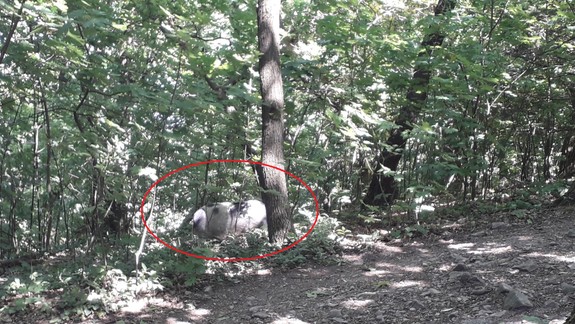 Ľudí v Horskom parku vystrašilo čudné zviera. Keď zistili, o čo ide, nechceli uveriť