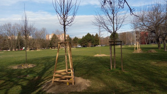 V Záhorskej Bystrici pribudlo 80 stromov