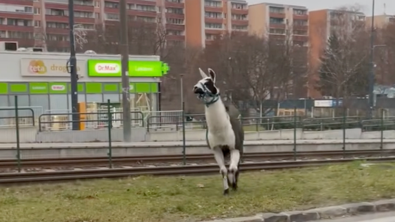 Šokujúci pohľad: Neďaleko električkovej trate sa pohybuje lama