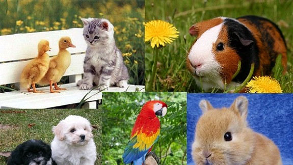 Karlova Ves bude v sobotu hľadať najmilšie domáce zviera