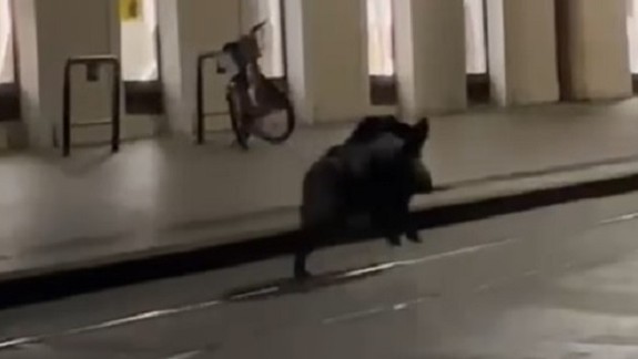 VIDEO: Statný diviak behal priamo v historickom centre Bratislavy