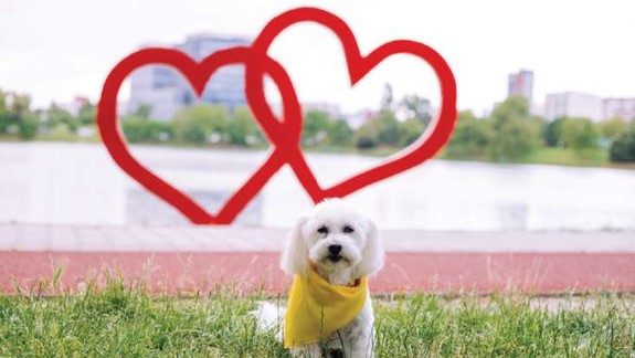 Takto označeného psíka nehladkajte:  Ružinov plánuje v júli spustiť kampaň Žlté šatky