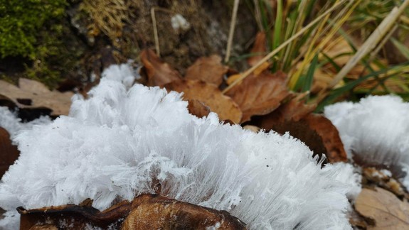 V Mestských lesoch objavili vzácny úkaz známy ako ľadová vata