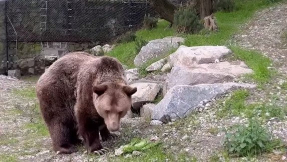 Iniciatíva My sme les podala na Ministerstvo životného prostredia pre povolenia na odstrel medveďov 29 žalôb