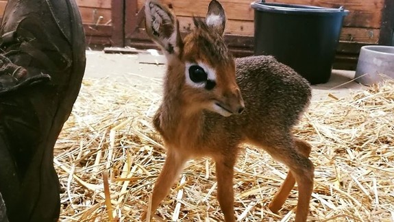 ZOO Bratislava: Malé antilopy môžete sledovať aj online