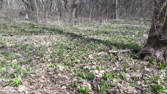 Pri zbere medvedieho cesnaku treba byť opatrný, je ľahké si ho pomýliť