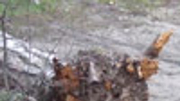 Chránený areál na Bôriku stále pustne