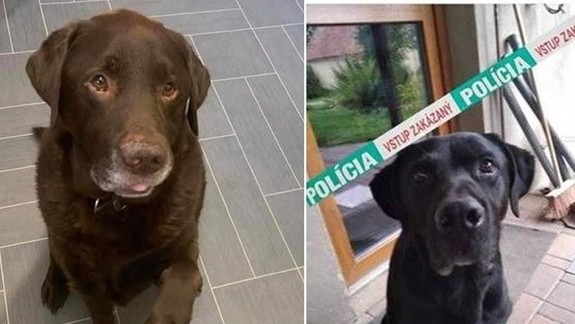 Sprostý humor či sadizmus? Už raz vyšetrovaný majiteľ psa opäť šokuje statusom na sociálnej sieti