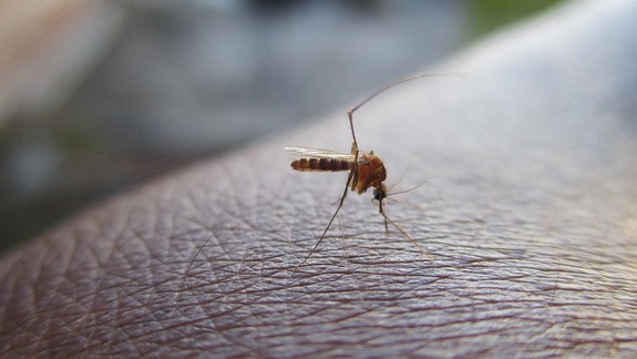 Rady: Ako znížite množenie komárov vo svojom okolí?