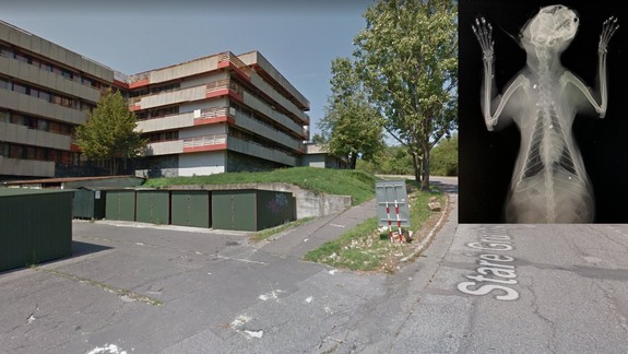 FOTO: Pozorné dievčatko pomohlo zachrániť život mačke, ktorú niekto strelil dvakrát do hlavy!