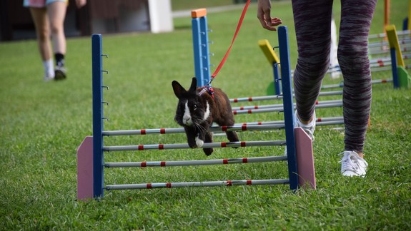 Lákajú vás napínavé súťaže králikov? V sobotu si ich môžete pozrieť v nákupnom centre