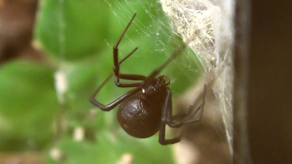 Na Slovensku prvýkrát zaznamenali nebezpečne jedovatého pavúka čierna vdova