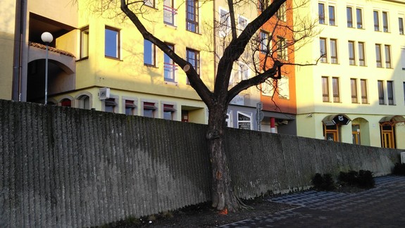 Staré Mesto odstraňuje ďalšie stromy