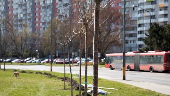Viaceré mestské časti budú zdobiť japonské čerešne