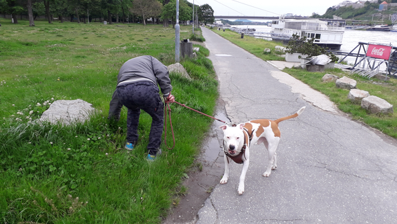 Sadzba dane za psa v Petržalke sa od budúceho roka mení