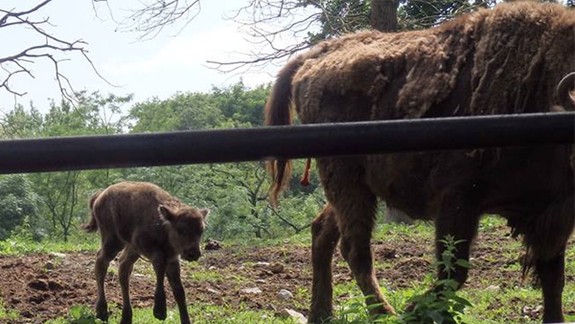 Bratislavská zoo je otvorená aj počas Vianoc