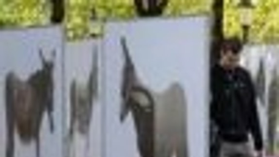 Somáre na Hviezdoslavovom námestí