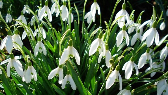 Lákajú vás snežienky? V bežnom lese si ich môžete bez obáv natrhať...