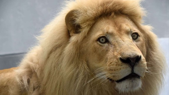 Do bratislavskej ZOO pricestoval lev juhoafrický