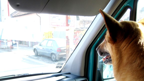 Od 1. septembra už zviera nie je vec: Ako sa zmení život psovi v meste?