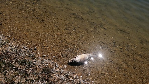 Úhyn rýb na Kuchajde: Už tu zakázali lov a odvolali aj naplánované preteky...